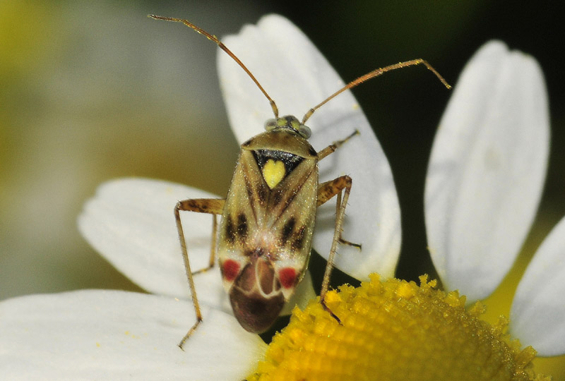 Polymerus (Poeciloscytus) vulneratus dell''Emilia (MO)